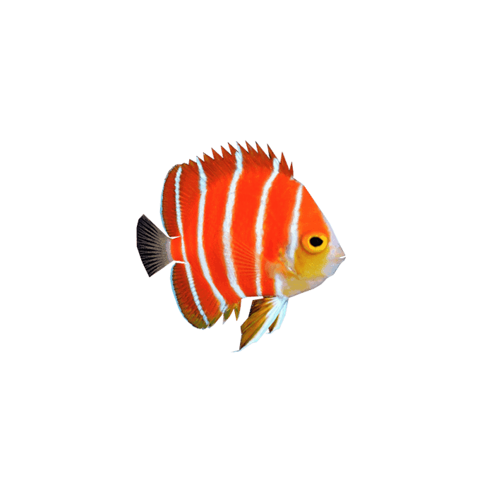 angel-fish